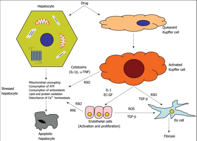 Figure 12 : Toxicité immunologique. EC-GF: Endothelial cell growth factor; IL1: Interleukin  1; IL1 β : Interleukin 1 β ; RNI: Reactive nitrogen intermediates; ROS: Reactive oxygen  species; TGF- β : Transforming growth factor  β ;  TNF: Tu o   e osis fa t
