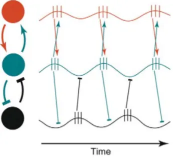 Figure 1-5 Illustration of communication through coherence. The spikes of the red and green cells are  phase-locked  such  that  the  information  they  send  to  each  other  can  arrive  at  the  peak  excitability,  which  allows  for  effective  commun