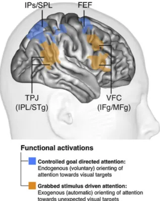 Figure 1-10. The fronto-parietal network associated with attention. TPJ and VFC are temporo-parietal  junction and ventral frontal cortex respectively