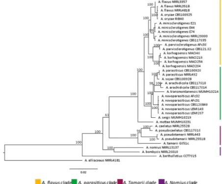 Figure 1.  Phylogenetic tree of Aspergillus section Flavi. The phylogenic tree is based on concatenated sequences  from 4 genomic loci (benA, cmdA, PreB and rpb1)
