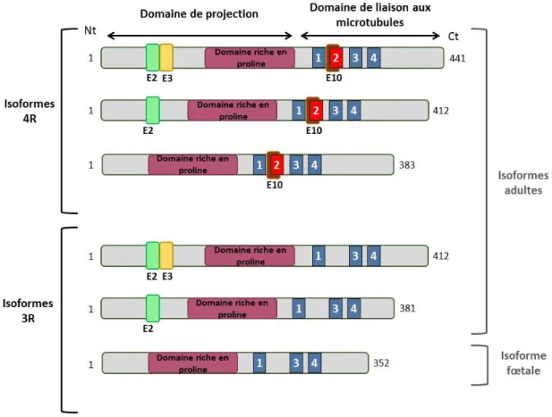 Figure 12 : Structure des différentes isoformes de la protéine tau présentes dans le cerveau humain