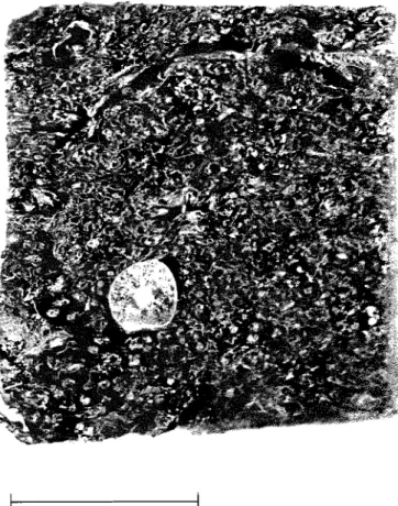 Figure 2.  Cross-section of  2-cm cube of  Moonbeam peat, showing  gross structure (magnification  4X)