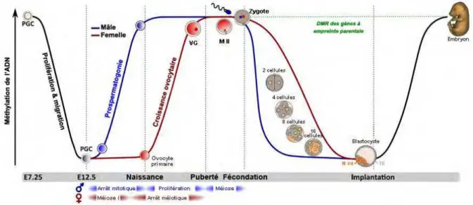 Figure  18  :  La  dynamique  de  la  méthylation  de  l’ADN  dans  les  cellules  germinales  et dans l’embryon