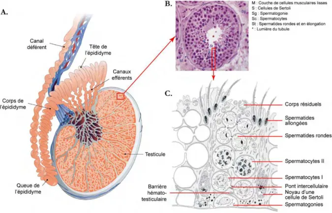 Figure 19 : Le testicule et les tubules séminifères, lieux de la spermatogenèse 