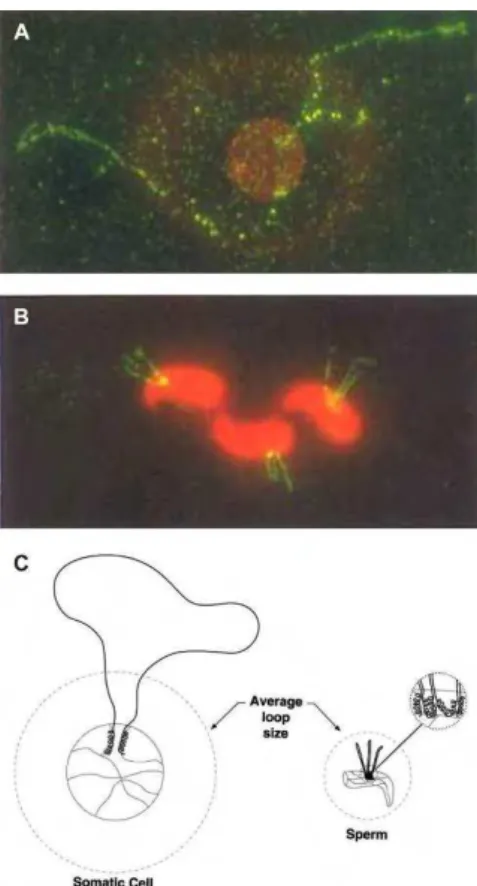 Figure  35  :  L’organisation  du  locus  des  gènes  de  l’ARNr 5S chez le hamster