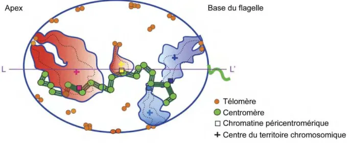 Figure  37 :  Un  modèle  d’organisation   des  chromosomes  dans  les  spermatozoïdes  humains 