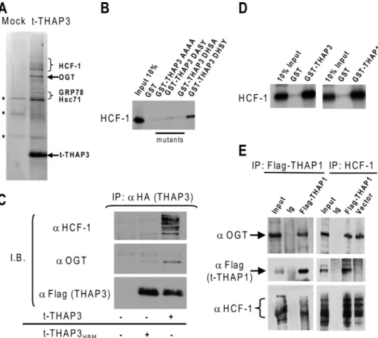 FIGURE 2. THAP3 shares protein partners with THAP1/DYT6. A, analysis of affinity-purified t-THAP3 com- com-plex