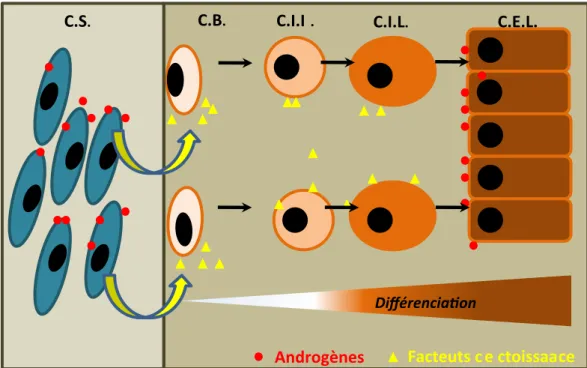 Figure  6  :  Action  des  androgènes  sur  la  prolifération,  la  différenciation  et  le  maintien  des  cellules  prostatiques
