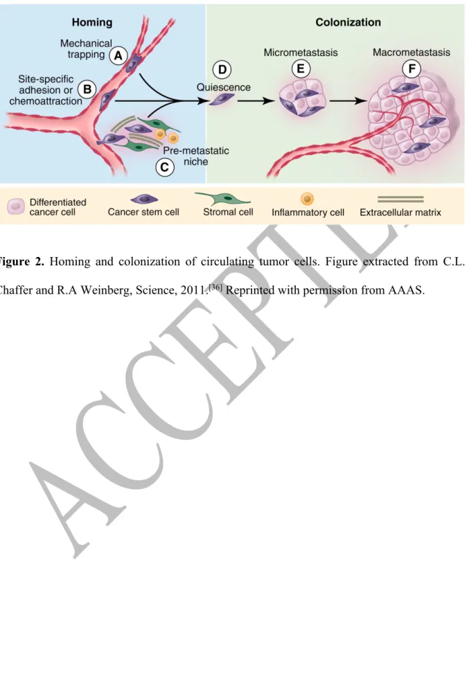 Figure  2.  Homing  and  colonization  of  circulating  tumor  cells.  Figure  extracted  from  C.L