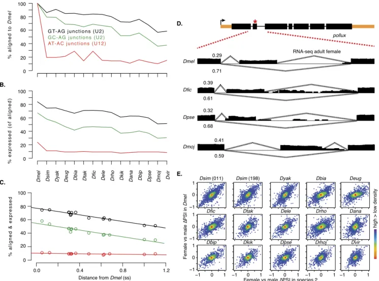Figure 6. RNA splicing validation. (A) D. melanogaster MDv2 GT-AG (black) and GC-AG (green) splice junctions (recognized by U2 spliceosomes) and AT-AC splice junctions (red) (recognized by U12 spliceosomes) that align to the indicated genomes