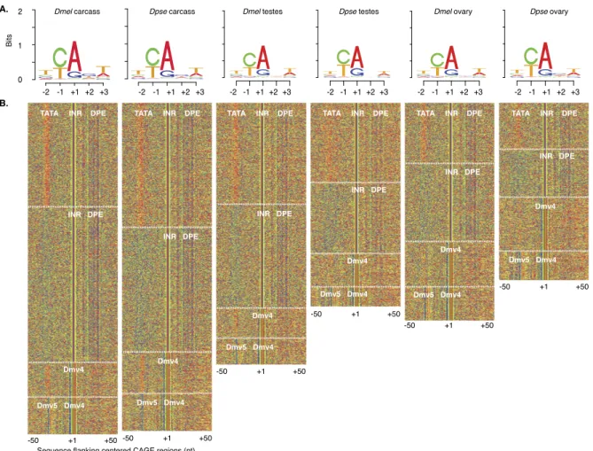 Figure 4. Transcription start site motifs. (A) Sequence logos centered on the ‘‘CA’’ motif (where A = +1 of CAGE sites) derived from the peak distribution of CAGE reads from each D
