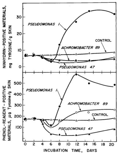 Fig.  4-Effect  of  bacteria  on  the  content  of  ex-  tractable  nitrogenous  materials  in  skin  of  9-  week-old  chickens