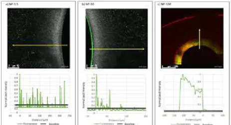 Figure 1. Penetration profile of a) 1.5 nm NP, b) 10 nm NP and c) 100 nm NP in membrane material  