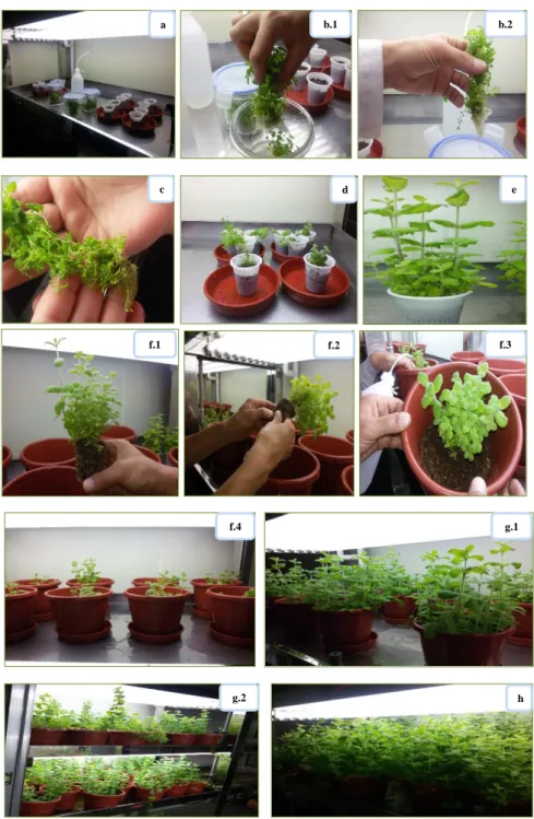 Figure 12: Les étapes de l‟acclimatation des vitro plants de M. rotundifolia