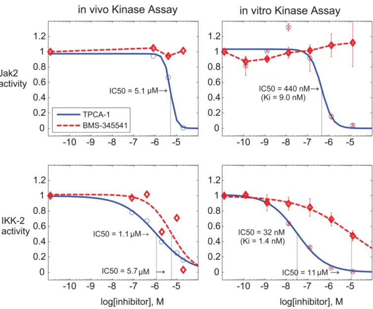 Figure 7. Probing the biochemistry of an inferred IKK-Stat3 interaction