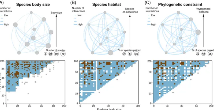 Fig. 3. Hypothesis-based metaweb of fish from the Mediterranean Sea. Upper images show three contrasting hypothesis-based metawebs, based on (A) body size data from Barnes et al