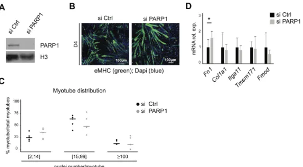 Figure 4. Silencing of PARP1 does not affect cell fusion or expression of fusion genes