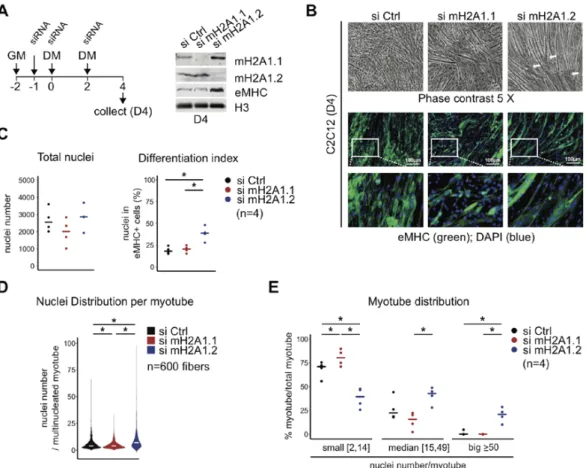 Figure 2. MacroH2A1 isoforms oppositely regulate myotube fusion. (A) A schematic representation  of the used RNA interference protocol, and the resulting protein levels in C2C12 cells are shown