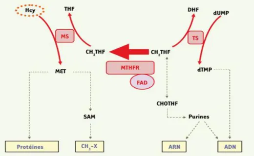 Figure 3. Répercussions métaboliques de l’activité de la MTHFR. (90) 