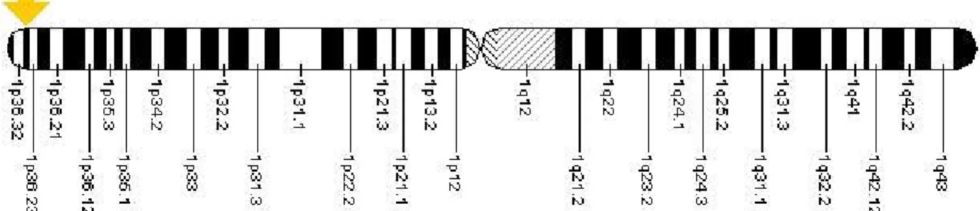 Figure 5: localisation cytogénétique du gène de la  MTHFR.(ref : US National library of  medicine) 