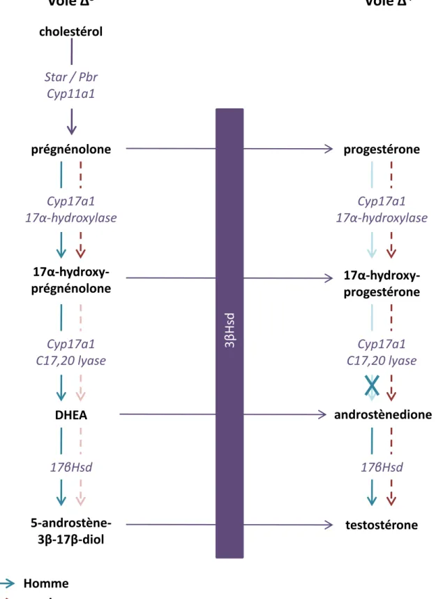 Figure 16 : Voies de biosynthèse des stéroïdes testiculaires. Dans les cellules de Leydig, la synthèse de testostérone à partir du cholestérol est assurée par deux voies possibles : la voie ∆ 5 et la voie ∆ 4 