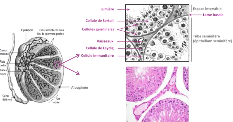 Figure 10 : Anatomie et histologie du testicule. A. Représentation schématique de la structure interne du testicule