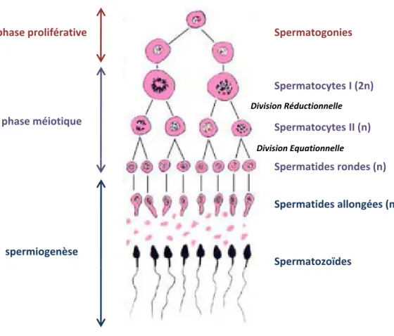 Figure 12 : Représentation schématique de la spermatogenèse. La spermatogenèse est divisée en trois phases, h té i é t d i l ti li L t i ’ lifi t it i chacune caractérisée par un stade germinal particulier