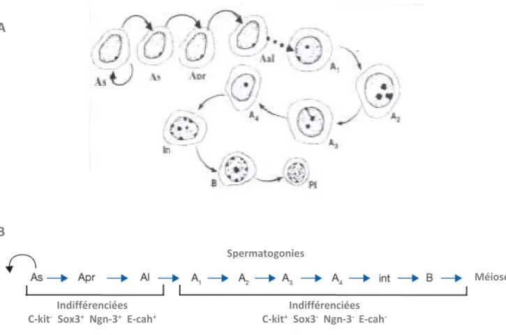 Figure 13 : La phase proliférative de la spermatogenèse. A. Représentation schématique de la phase proliférative de la spermatogenèse