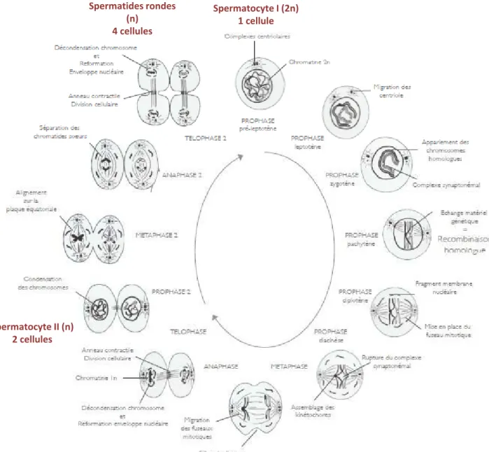 Figure 14 : Représentation schématique de la méiose. La méiose consiste en la formation de quatre cellules filles haploïdes à n chromosomes simples (spermatides) à partir d’une cellule mère diploïde à 2n chromosomes à deux chromatides (spermatocyte I)