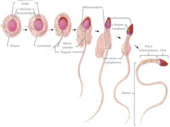 Figure 15 : La spermiogenèse. La spermiogenèse est le processus de différenciation terminale de la spermatogenèse aboutissant à la formation de spermatozoïdes allongés à partir de spermatides rondes