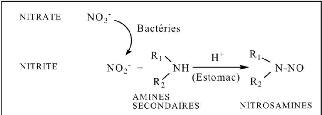 Figure 5 : Formation de nitrosamines à partir des nitrites et des amines dans le milieu acide de l’estomac (L’hirondel, 1996).