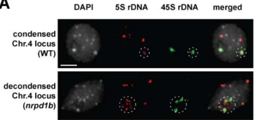 Figure 4 : Compaction of 5S arrays from chromosomes 3, 4 and 5. 