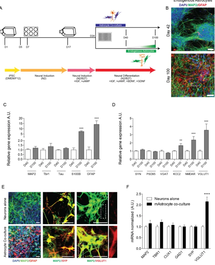 Figure 7. Astrocyte Co-culture Increases Neuronal Maturation and Endogenous Astrocytes Arise at Later Time-Points in Differentiation