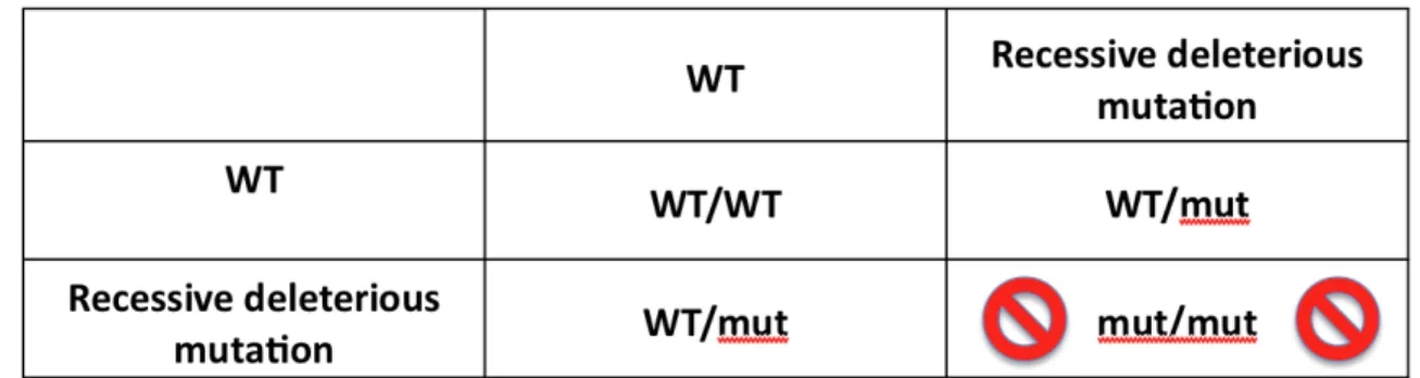 Fig 1A: Mendelian laws predict that when a crossing occurs between two individuals heterozygous for a recessive  deleterious mutation, allelic frequency for that mutation drops from 0.5 in the parents to 0.33 in the offspring