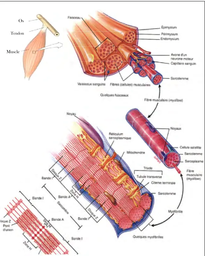 Figure 5. Anatomie du muscle strié squelettique au niveau macroscopique et microscopique (adapté de TORTORA et al., 1994).
