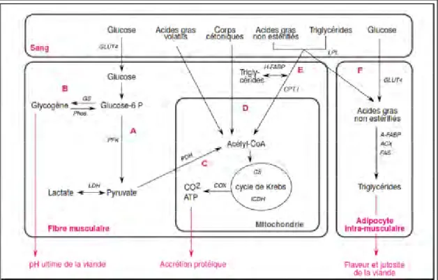Figure 10. Principales voies du métabolisme énergétique musculaire (HOCQUETTE et al., 2000).