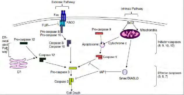 Figure 12. Voies de l’apoptose (KEMP et PARR, 2012).