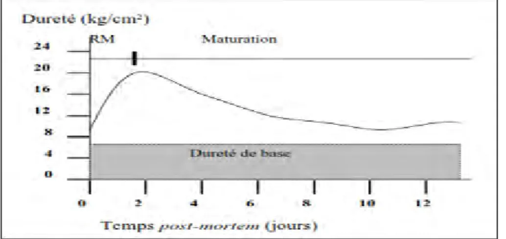 Figure 14. Evolution de la tendreté au cours de la maturation (OUALI, 1990).