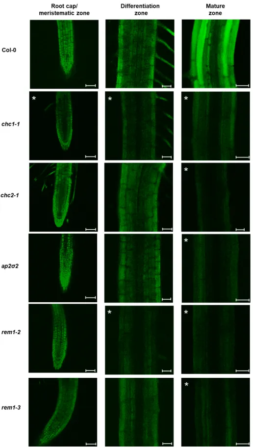 Figure 5. Internalization of miPEP165a is clathrin and remorin dependent. Representative confocal  images showing the uptake of miPEP165-FAM 48 h after treatment in wild-type seedlings and  chc1-1, chc2-chc1-1, ap2σ2, rem1-2, and rem1-3 mutants