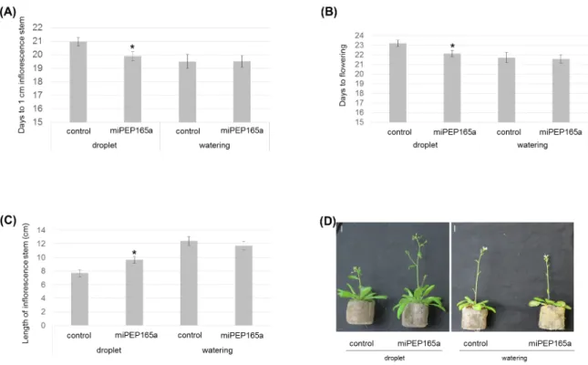 Figure  2.  Flowering  phenotypes  of  Arabidopsis  plants  in  response  to  miPEP165a  treatment