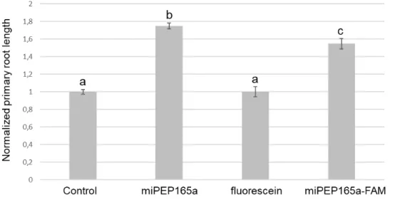 Figure 3.  MiPEP165a-FAM  is  biologically  active.  Seedlings  were  treated  with  water  (control),  100  µM miPEP165a, miPEP165a-FAM, or fluorescein