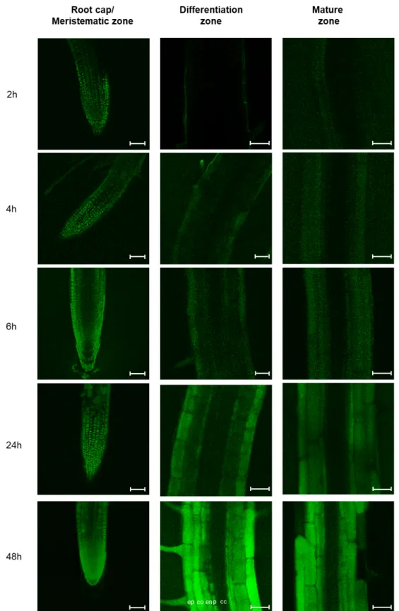 Figure 4. Kinetics of miPEP165a uptake into Arabidopsis roots. The mobility of miPEP165a-FAM was  followed at the indicated time in different zones of  Arabidopsis roots, as defined by [31]