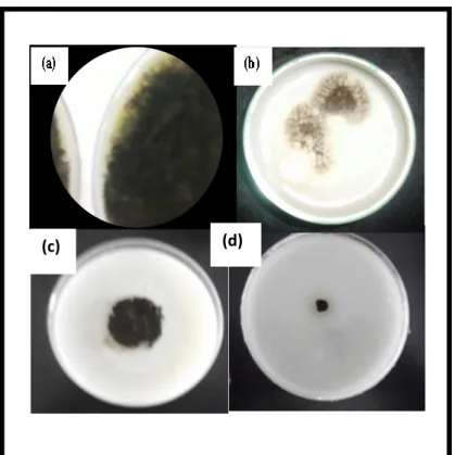 Figure  13 :  Taux  d’inhibition  de  l’huile  essentielle  de  Lavandula  officinalis  vis-à-vis  d’Aspergillus niger :( a) : Témoin, (b) :2000µg/ml, (c) : 2500µg/ml, (d) : 3000µg/ml 