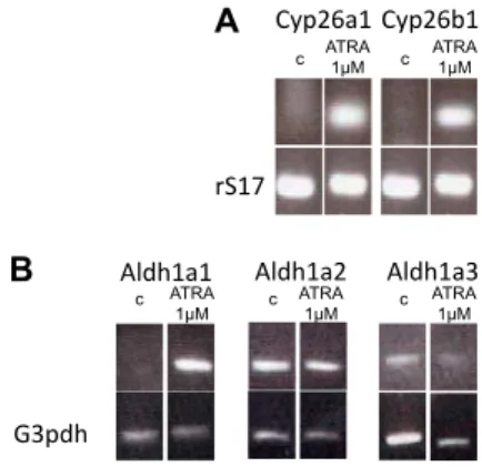 Fig.  1.  Expression  analysis  of  Cyp26    and Aldh1a  in  undifferentiated  and  differentiated  F9  cells  by  semiquantitative  RT-PCR