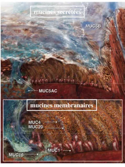 Figure 1. Représentation schématique du mucus présent à la surface des voies aériennes