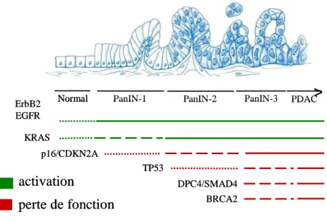 Figure 12. Mutations génétiques lors de la séquence carcinogénétique du PDAC. 