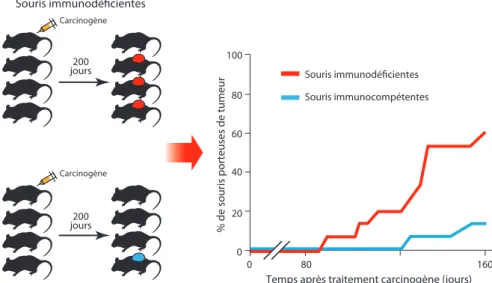 Figure  2.  Schéma  expérimental  illustrant  l’inﬂuence  du  statut  immunitaire  de  souris  sur  leur  suscepibilité à l’inducion tumorale par un agent carcinogène.