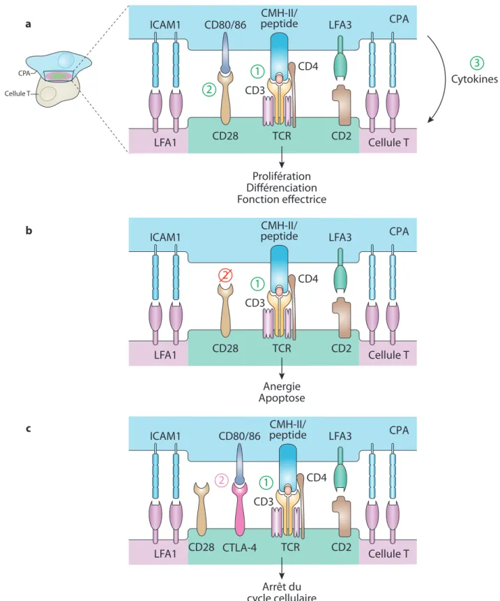 Figure 6. La synapse immunologique et les signaux moléculaires engageant l’acivaion des cellules T CD4.