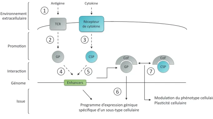 Figure 9. Schéma récapitulaif du contrôle de la diﬀérenciaion cellulaire T CD4  via  l’interacion entre  facteurs de transcripion.