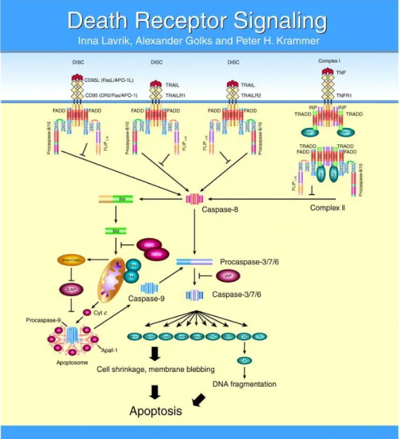 Figure 6 : Représentation simplifiée de l’apoptose extrinsèque. Activée par les récepteurs de mort  elle  conduit  à l ’ activation de  la caspase  8 qui  une  fois libérée dans  le  cytosol  va  propager le  signal  apoptotique en activant les caspases ef